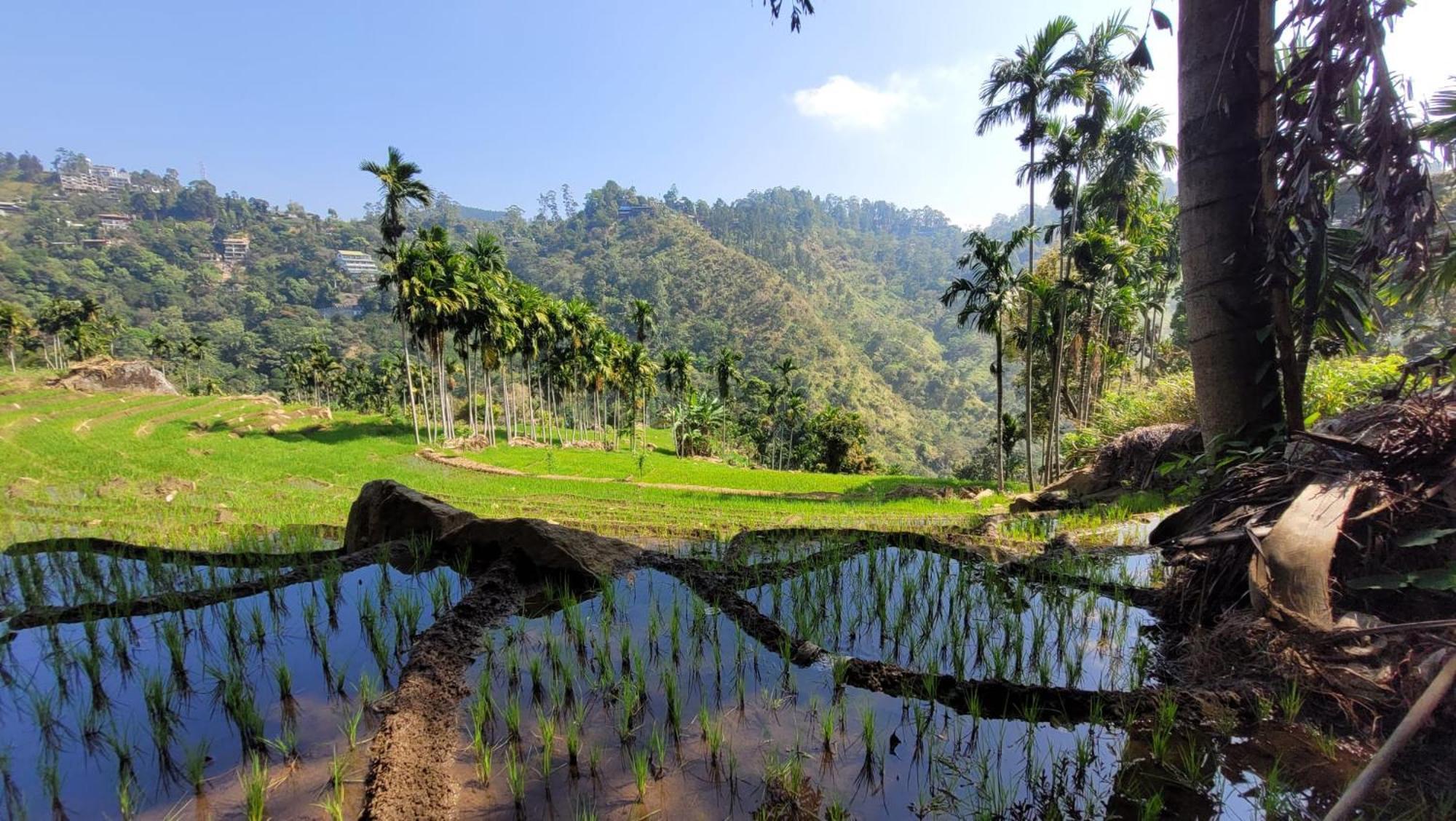 Forest Rawana Homestay Ella Buitenkant foto