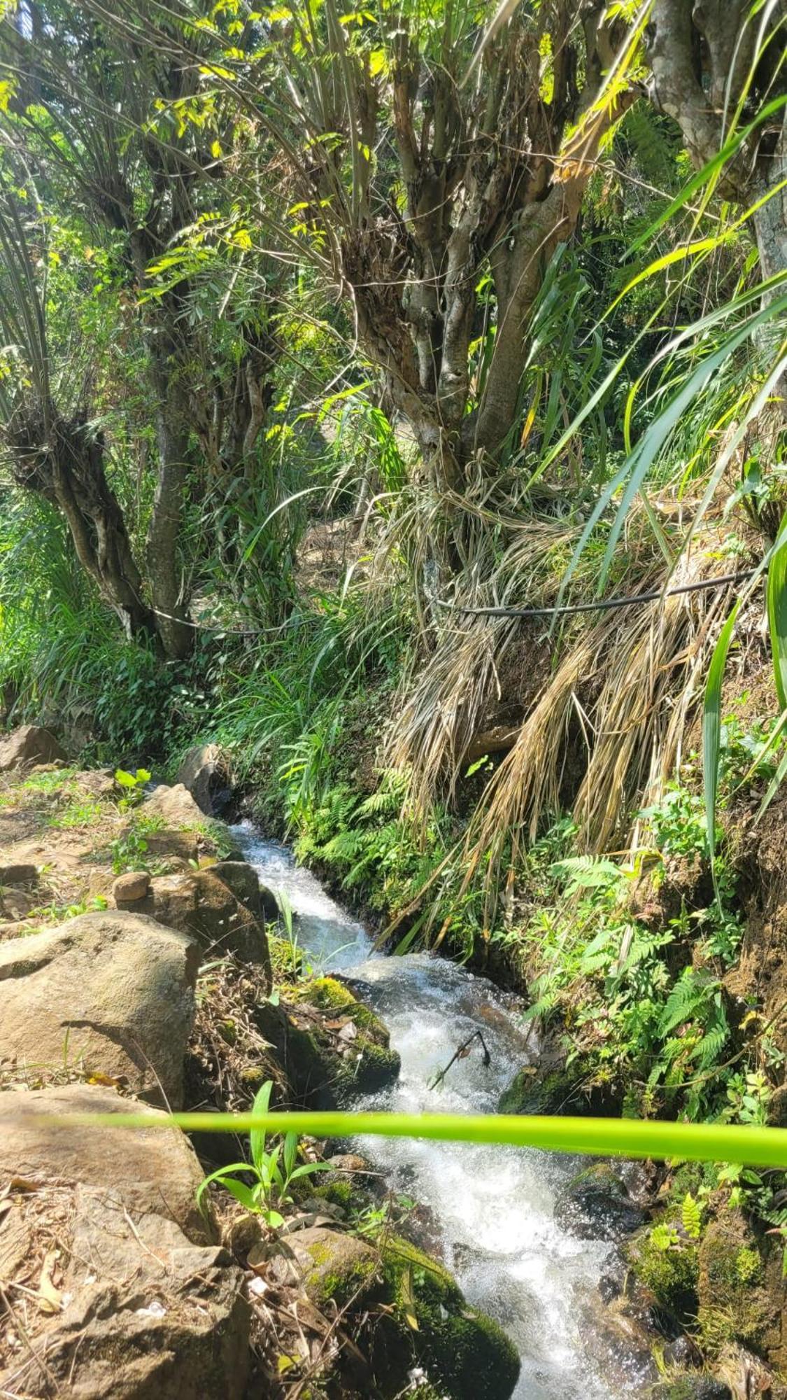 Forest Rawana Homestay Ella Buitenkant foto