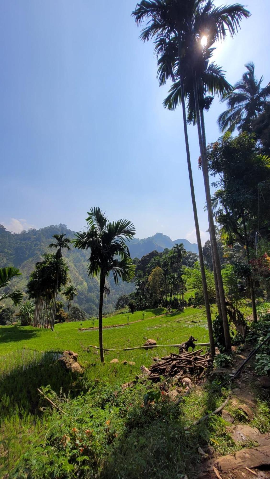 Forest Rawana Homestay Ella Buitenkant foto